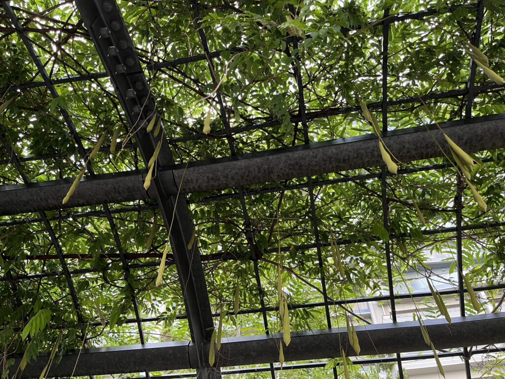 晴海緑道公園のパーゴラとベンチ周りの緑