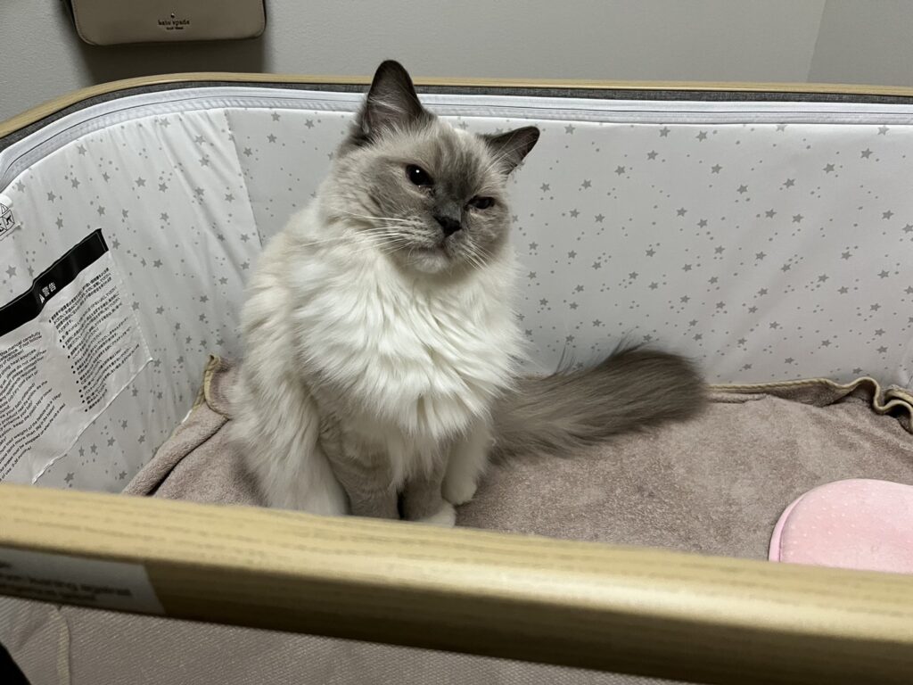 しまうまプリントで印刷した元の猫の写真