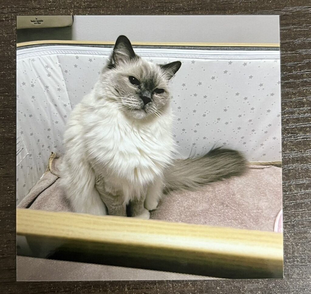 しまうまプリントで印刷した猫の写真（ましかくサイズ）