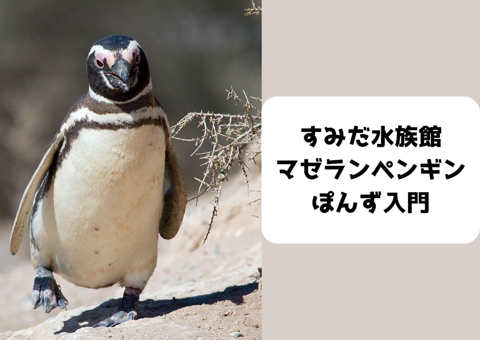 Sunset Gradient Picture Postcard 3