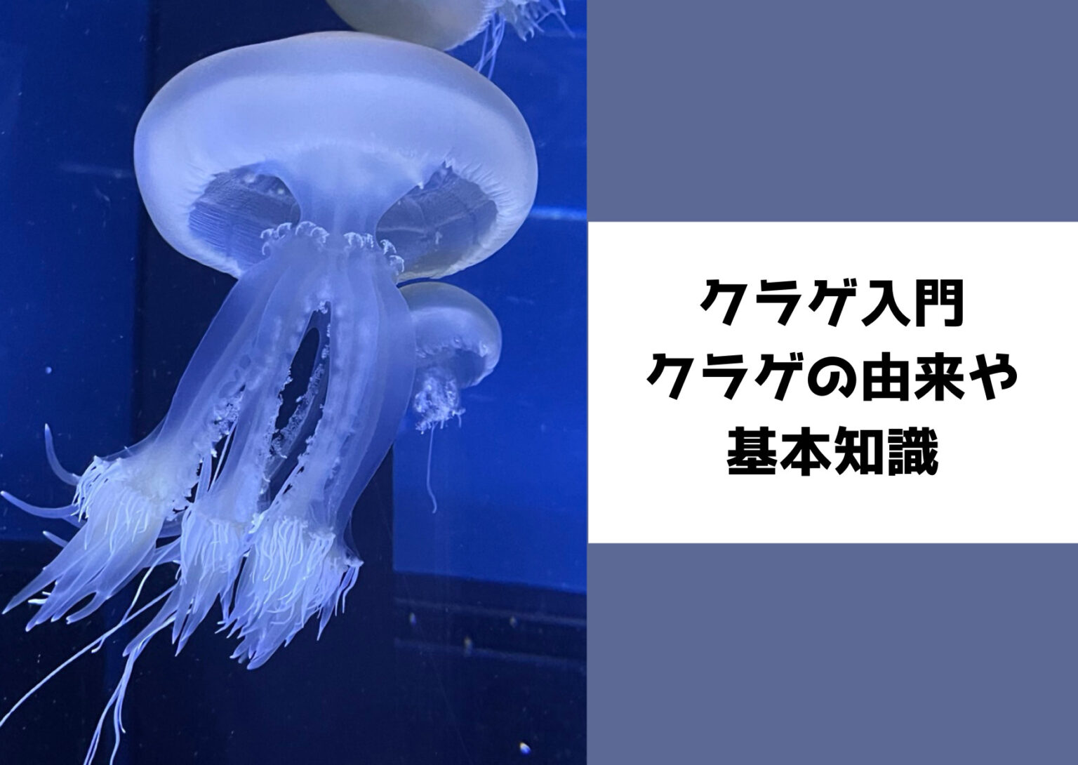 すみだ水族館で泳ぐオワンクラゲの写真｜クラゲの由来と研究を紹介する記事のアイキャッチ