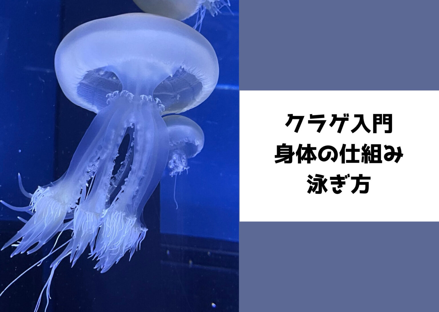 クラゲの身体の仕組みと泳ぎ方を解説する記事のアイキャッチ