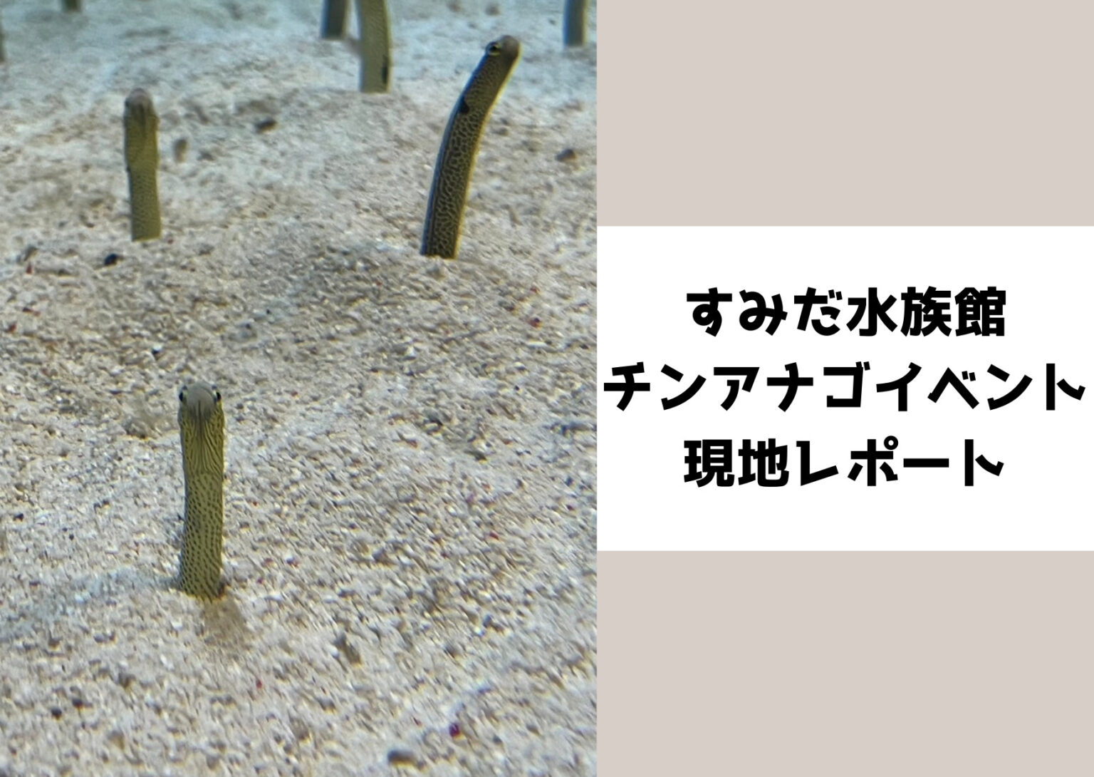 Sunset Gradient Picture Postcard