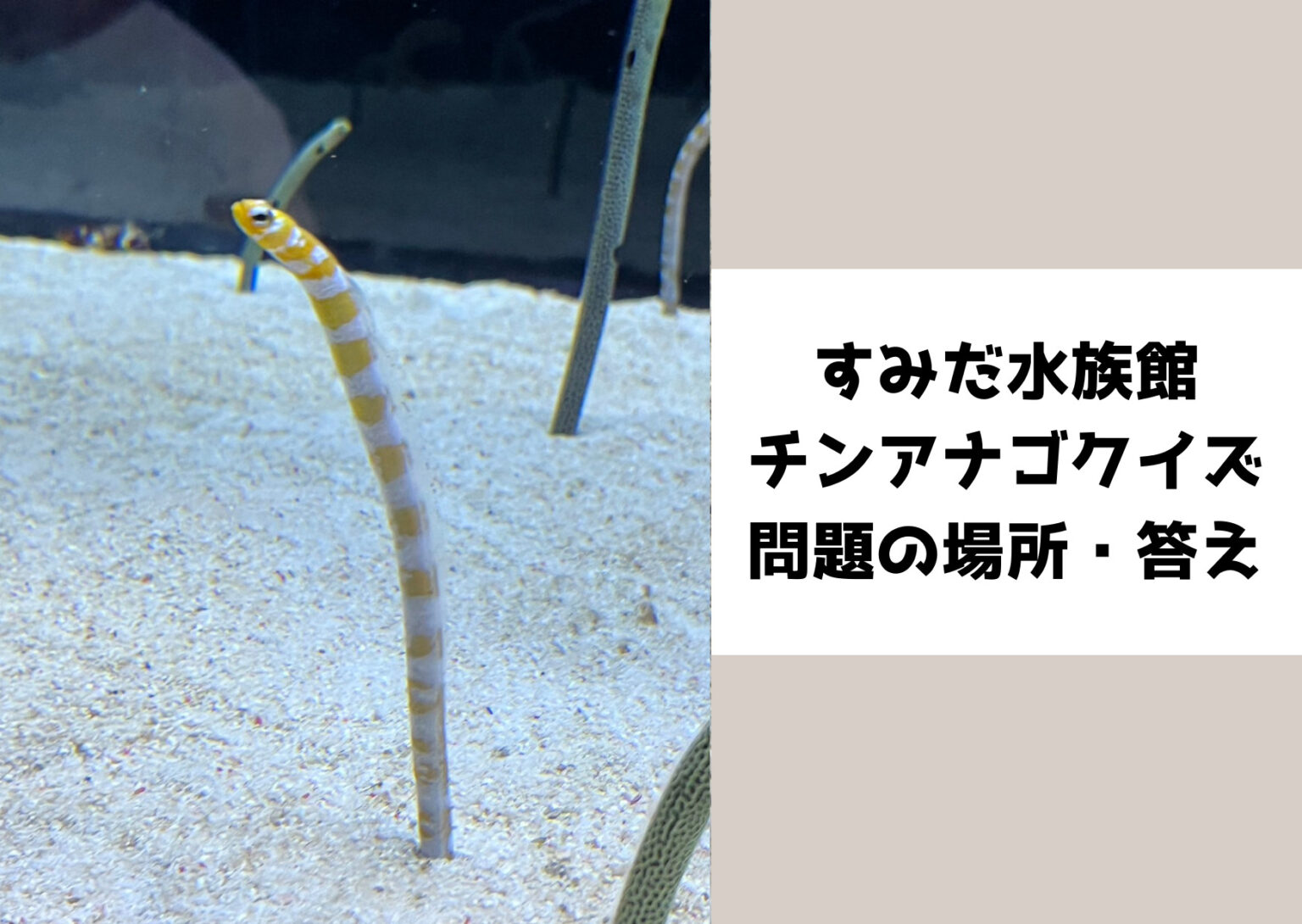 Sunset Gradient Picture Postcard 2