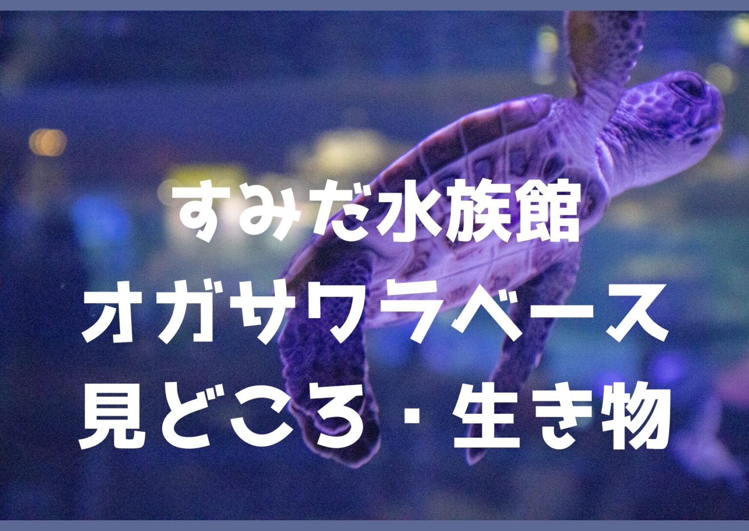 Sunset Gradient Picture Postcard 2 1